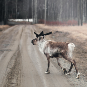 En ren går på en grusväg.